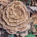 Turkey Tail - Liquid Culture