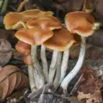 Psilocybe Cyanescens Spore Print