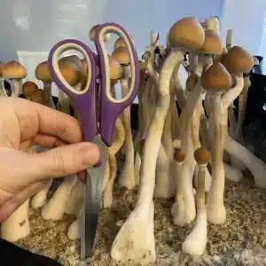 Florida wild Psilocybe cubensis Debaryi, growing tall with broad brown caps and traditional stem structure.