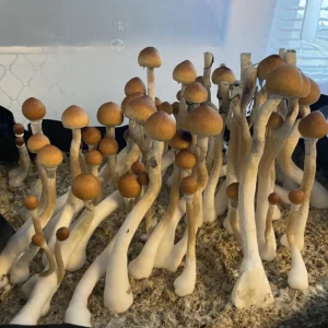 Cluster of tall, wild Debaryi cubensis mushrooms, highlighting their characteristic brown caps and elongated white stems.
