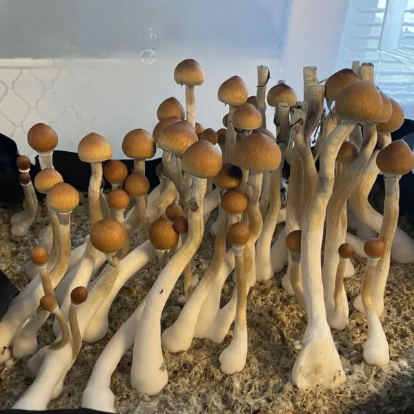 Cluster of tall, wild Debaryi cubensis mushrooms, highlighting their characteristic brown caps and elongated white stems.