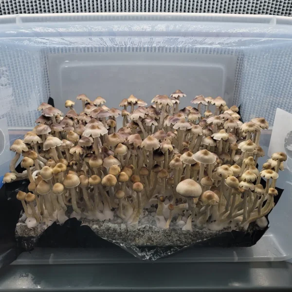 E4K Psilocybe cubensis spore syringe, a rare Texas strain known for tall, slender fruiting bodies and light brown, flower-like caps