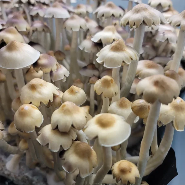 Close-up of E4K mushroom, featuring thin, elongated stems and delicately unfurling caps in light brown tones