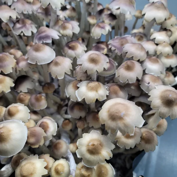 E4K Psilocybe cubensis fruits, showcasing tall, slender growth with subtly petaled brown caps