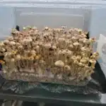 E4K Spore Syringe