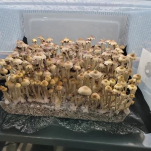 Tall, slender E4K Psilocybe cubensis fruiting bodies with light brown, flower-like caps, ideal for microscopic observation