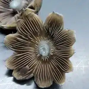 Unique E4k cap that looks like a flower with the cap having tears in it that resemble petals from a flower.