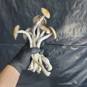 Cluster of E4K mushrooms displaying variation in thickness, slender stems, and delicate brown caps