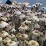 E4K - Isolated Spore Syringe