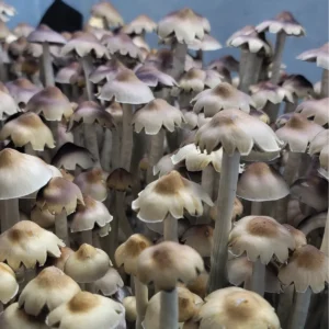 E4K - Isolated Spore Syringe