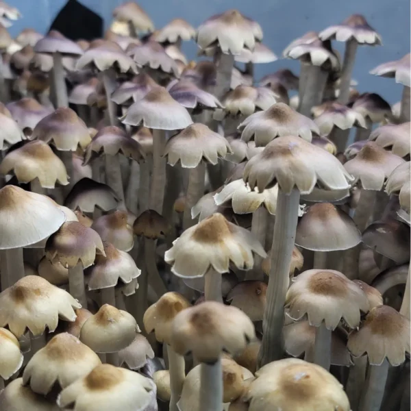 E4K - Isolated Spore Syringe