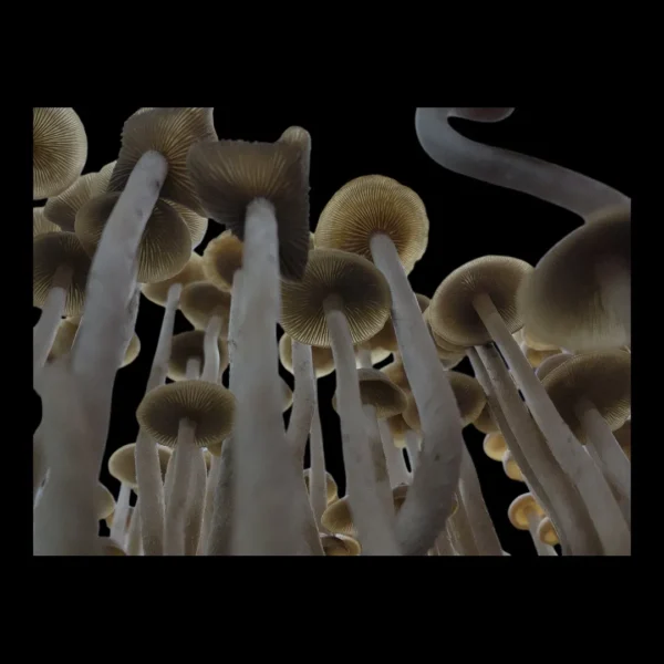 Tall, slender Psilocybe zapotecorum mushrooms with light tan caps, growing closely together in a subtle cluster.