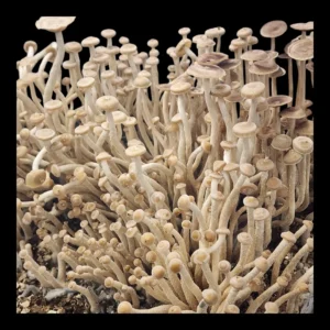 Slender tan mushrooms of Psilocybe zapotecorum, showing delicate stems and small conical caps.