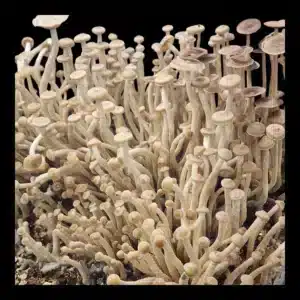 El-volcan-2 Close-up of thin, elongated Psilocybe zapotecorum fruit bodies with muted tan coloring and minimal spore presence.