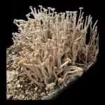 Ps. Zapotecorum El Volcan Isolated Spore Syringe