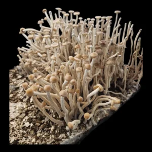 Group of narrow, tall Psilocybe zapotecorum mushrooms, showcasing their delicate structure and pale caps.