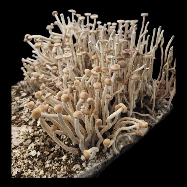Group of narrow, tall Psilocybe zapotecorum mushrooms, showcasing their delicate structure and pale caps.