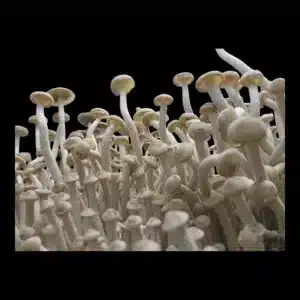 Psilocybe zapotecorum mushrooms with slim stems and small tan caps, appearing almost spore-less due to their size.