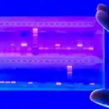 Electrophoresis gel showing DNA markers with a blue overlay to style the image.