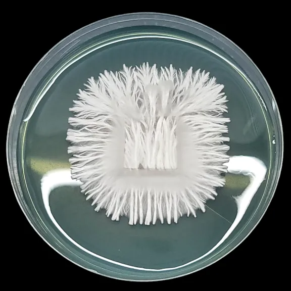 Enigma Mycelium growing on a Petri dish