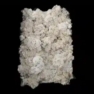 Rare Enigma hybrid displaying extreme morphological mutation, lacking spores and gills.