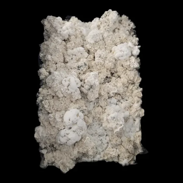 Rare Enigma hybrid displaying extreme morphological mutation, lacking spores and gills.