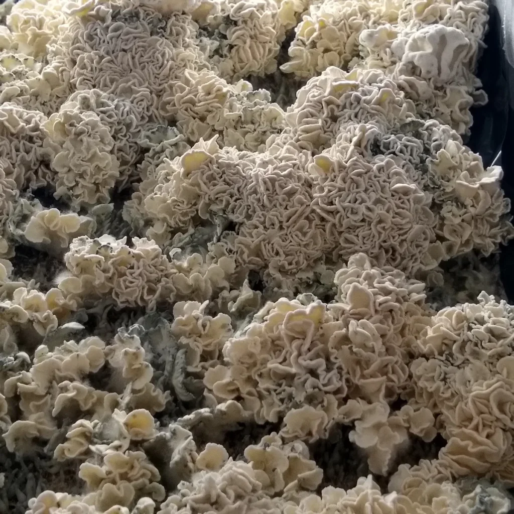 Close-up of Enigma mushrooms with wavy, fused tissue resembling underwater coral structures.