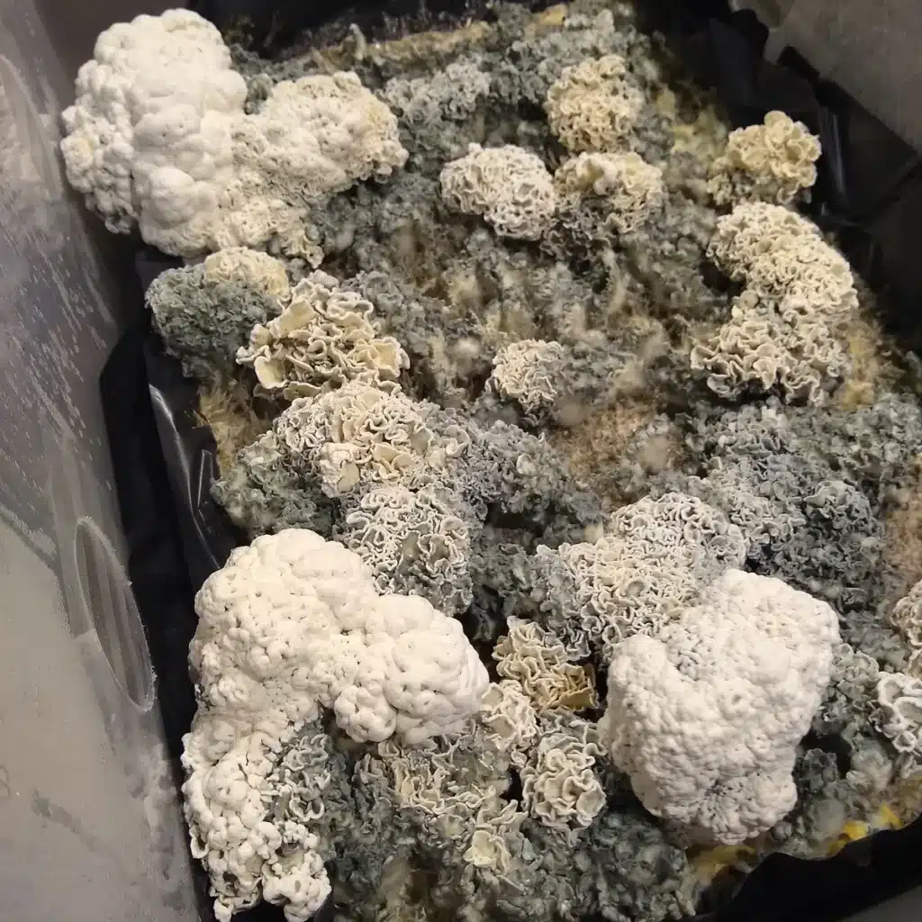 Coral-like Psilocybe cubensis Enigma mutation forming dense, brain-like clusters instead of typical mushroom caps.