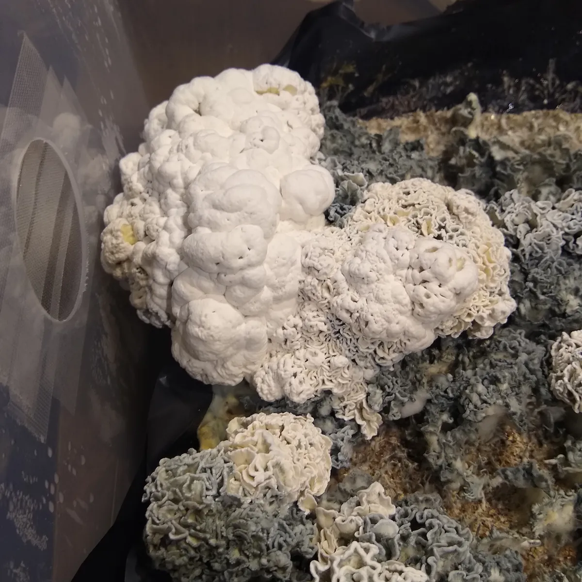White, knotted Enigma fruiting body with irregular, brainy morphology and no spore production.
