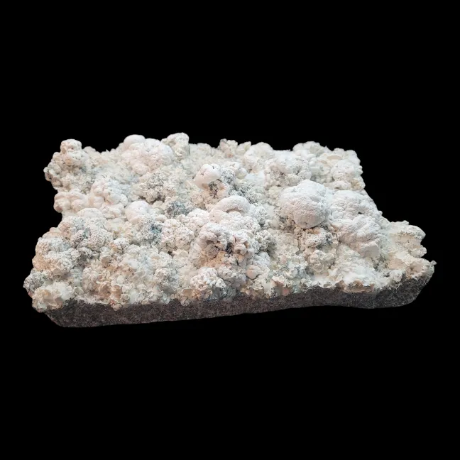 Isolated Enigma mushroom with abnormal coral-like form