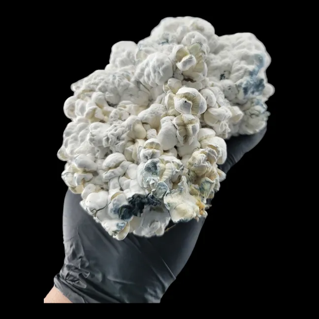 Enigma mushroom showing its rare coral-like mutation, entirely white with no gills.