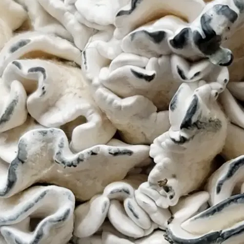 Unique Enigma isolate displaying twisted, mutated structure, impossible to survive in the wild.