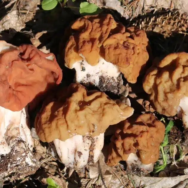 A group of False morel mushrooms in a pile They have distinct features that make them easy to tell from a real morel.
