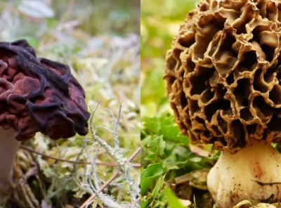 Deadly Lookalikes: How to Tell the Difference Between Morels and False Morels