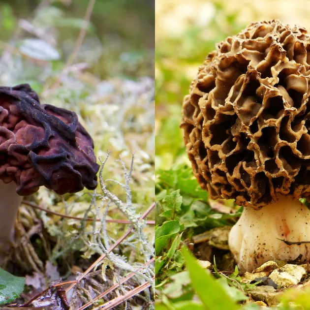 Comparison of a false morel mushroom to a real morel mushroom