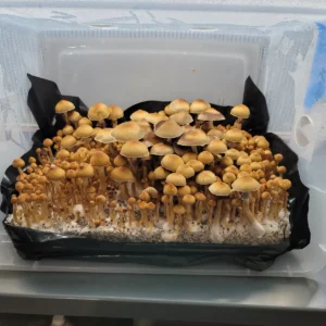 Fiji Psilocybe cubensis mushrooms with light brown to orange caps, flushing in a cultivation tote, dropping purple spores.