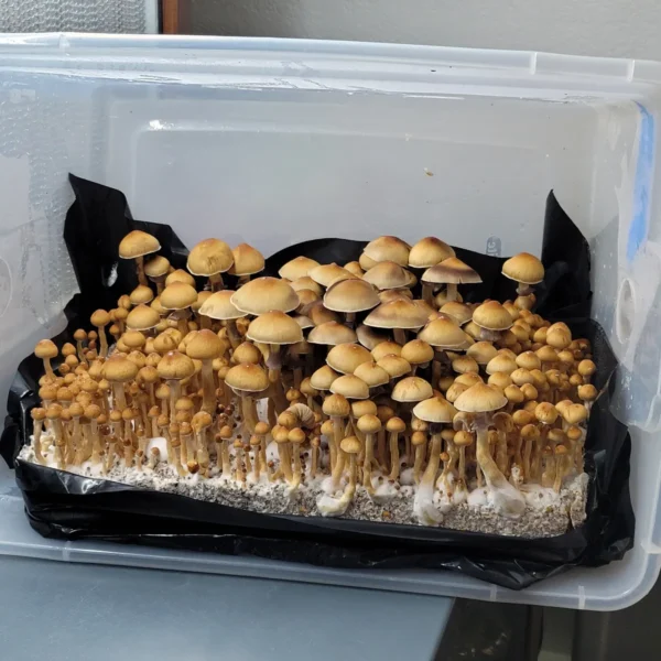 Close-up of Fiji cubensis mushrooms, small orange-brown caps, actively fruiting in a grow tote with visible spore release.