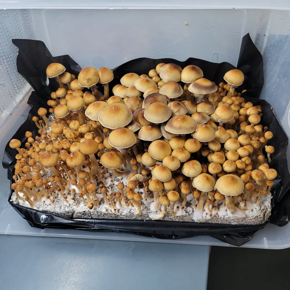 Fiji Psilocybe cubensis mushrooms in a cultivation tote, light brown to orange fruiting bodies, producing purple spores.