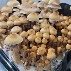 Rare Fiji cubensis mushrooms, small orange-brown caps, flushing with abundant purple spore discharge in a grow container.