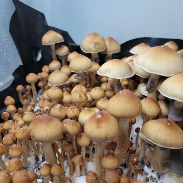 Fiji Psilocybe cubensis mushrooms displaying light brown to orange caps, growing in a cultivation tote with purple spores