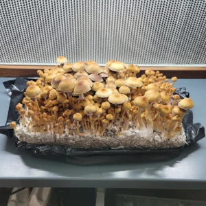 Small Fiji cubensis mushrooms in a tote, orange-brown caps, releasing purple spores during active flush.
