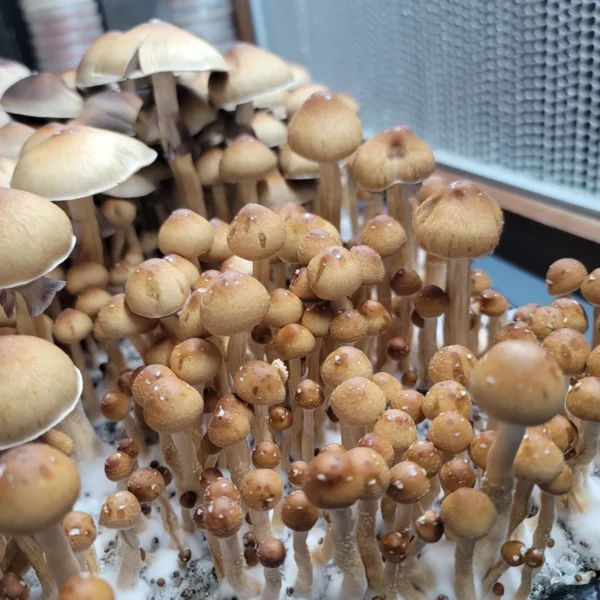 Fiji cubensis mushrooms with delicate orange-brown caps, fruiting in a grow tote, shedding fine purple spores.