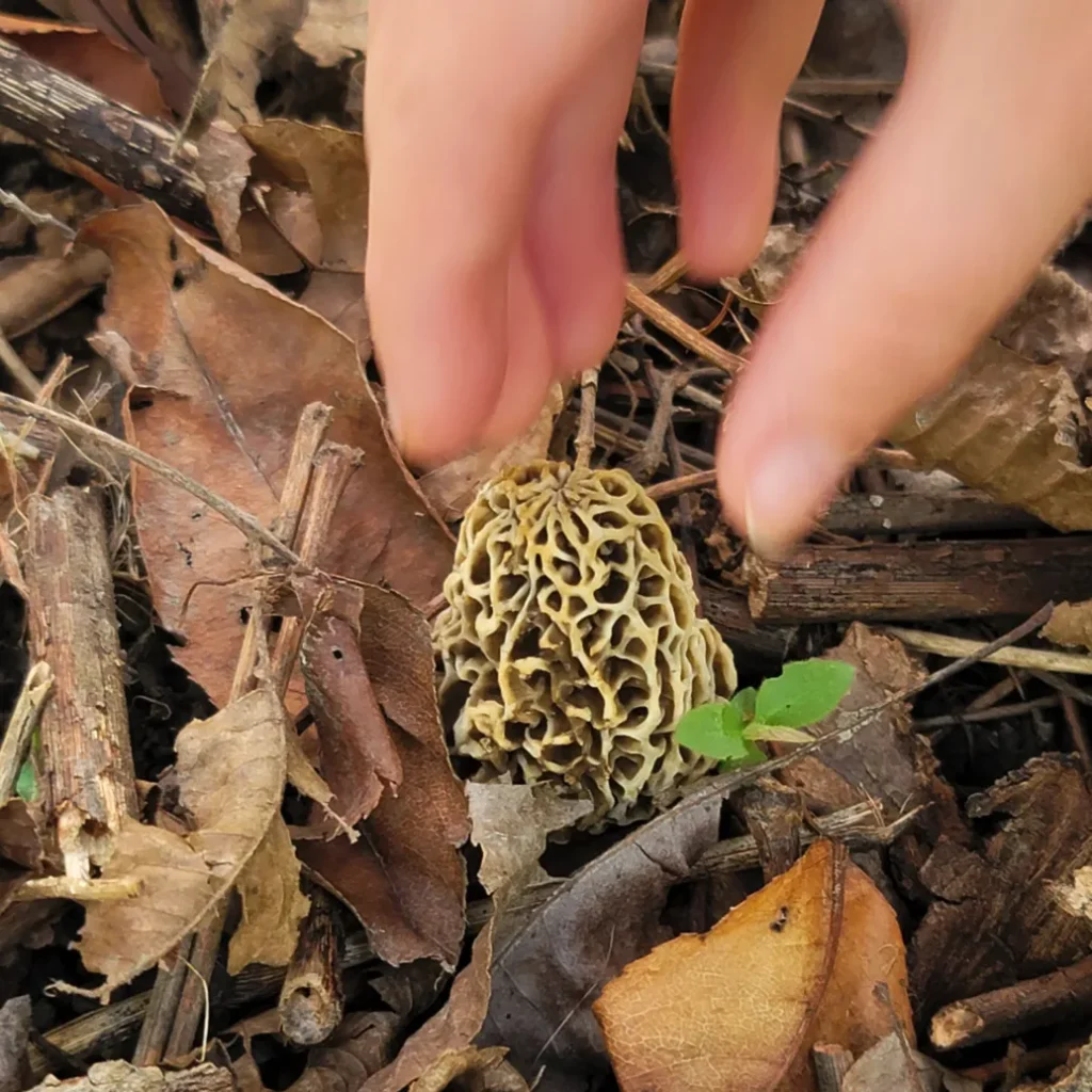 Foraging for morel mushrooms, a hand reaching down to forage a wild morel.
