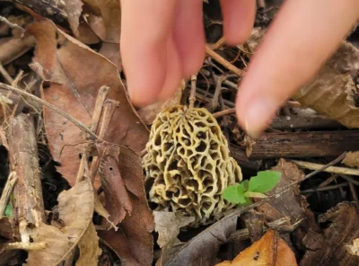 6 Essential Mushroom Foraging Tips for Beginners