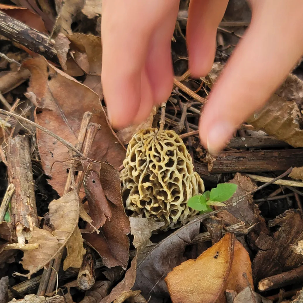 Foraging for morel mushrooms, a hand reaching down to forage a wild morel.