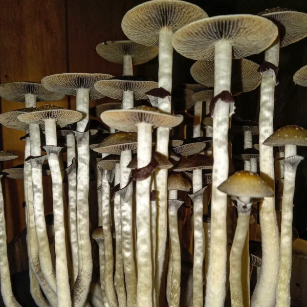 Small yellow-capped Goldilocks Psilocybe cubensis fruits, wild Arkansas strain.