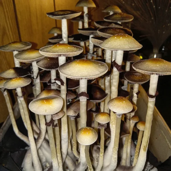 Arkansas wild Goldilocks mushrooms with slender stems and yellowish caps.