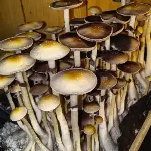 Yellow-capped, small Goldilocks Psilocybe cubensis fruiting bodies, Arkansas wild type.