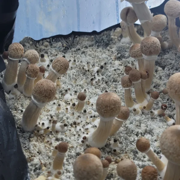 Golden Halo strain featuring rhizomorphic, stringy mycelium growth patterns