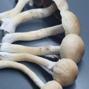 6 golden halo mushrooms laying on a blue table. Displaying a beautiful tan to golden color.